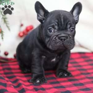 Mocha, French Bulldog Puppy